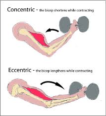 eccentric-vs-concentric